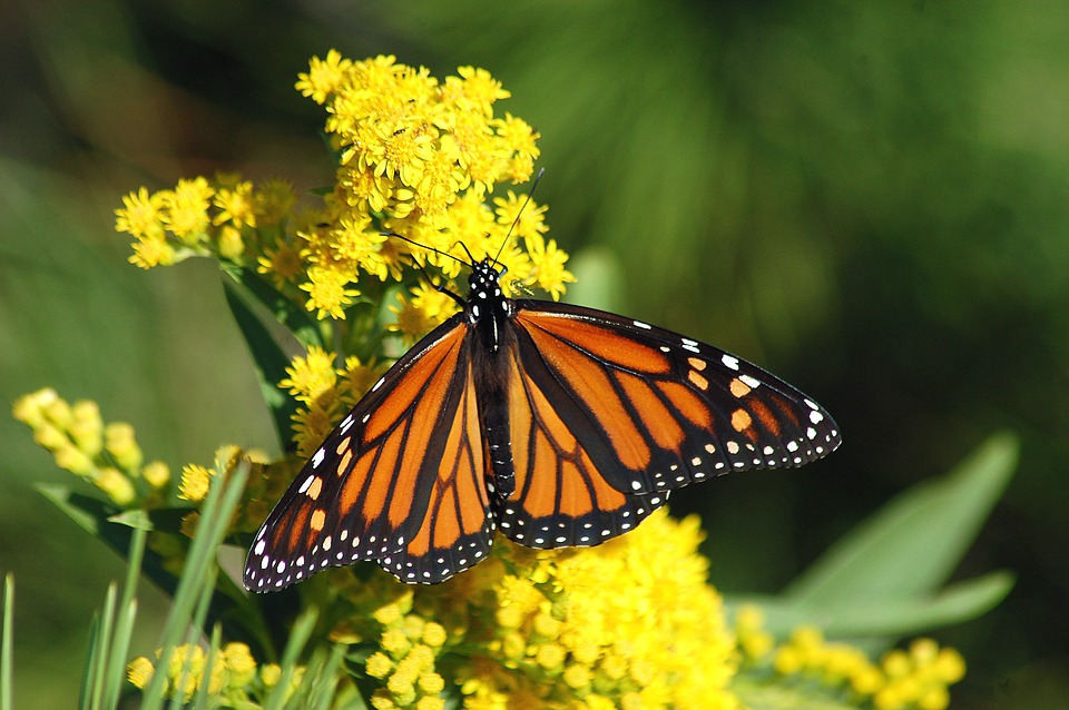 Monarch Butterfly Grove, Pismo Beach