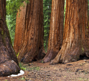 Mariposa Grove